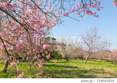 静豊園の河津桜(福岡県豊前市) 静豊園の河津桜(福岡県豊前市) 134691854