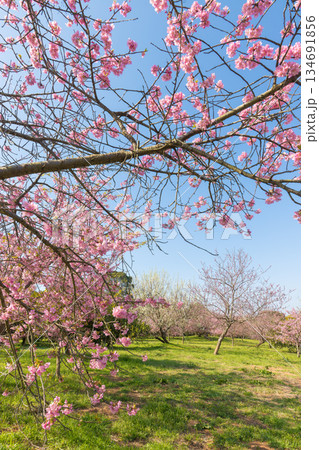 静豊園の河津桜（福岡県豊前市） 134691856