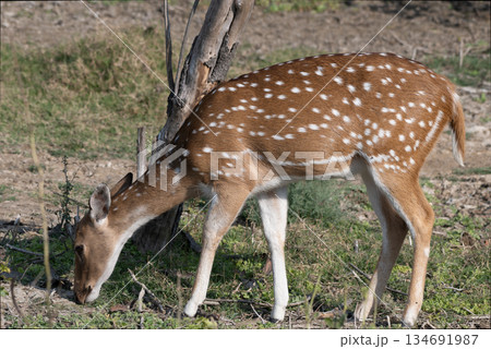 アクシスジカのメス 134691987