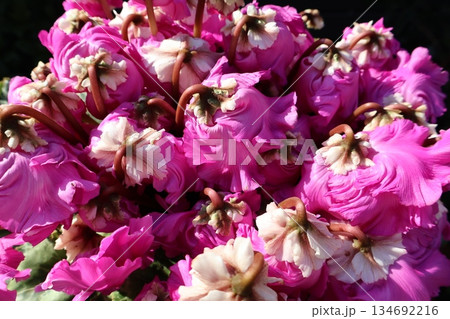 ピンク色フリルシクラメンの個性的な花びら ピンク色フリルシクラメンの個性的な花びら 134692216