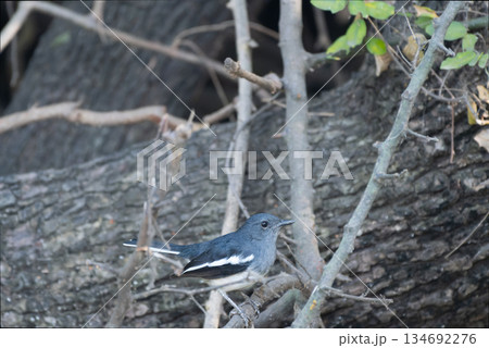 シキチョウ 134692276