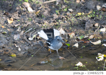 シキチョウ 134692278