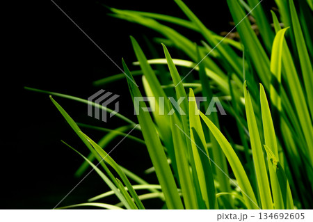 新緑の頃の水辺 134692605