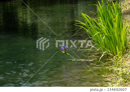 新緑の頃の水辺 新緑の頃の水辺 134692607