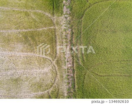 High angle view of the different between dry rice field and growth rice field. 134692610