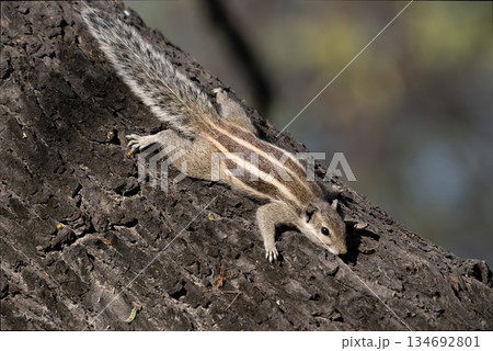キタシマヤシリス 134692801