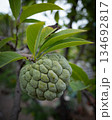 Custard apple Annona squamosa unripe fruit tree branch green leaves, exotic sugar apple hangs naturally on tropical stem amid lush foliage fresh organic Asian produce in natural garden close up 134692817
