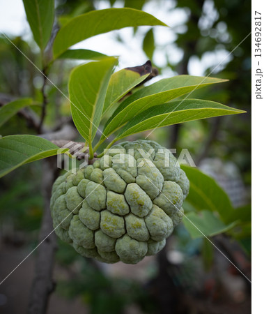 Custard apple Annona squamosa unripe fruit tree branch green leaves, exotic sugar apple hangs naturally on tropical stem amid lush foliage fresh organic Asian produce in natural garden close up Custard apple Annona squamosa unripe fruit tree branch green leaves, exotic sugar apple hangs naturally on tropical stem amid lush foliage fresh organic Asian produce in natural garden close up 134692817
