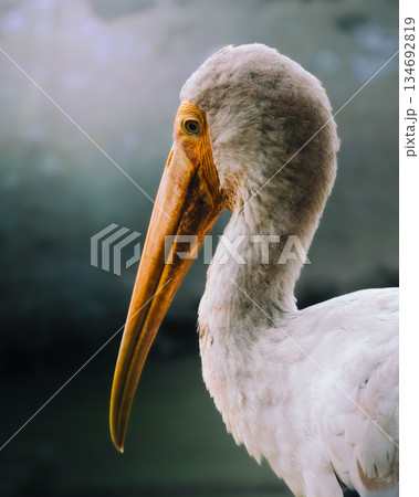 Painted stork Mycteria leucocephala close up front view yellow beak red head skin, majestic white stork bird stares intensely with orange eye ring amid dark background exotic Asian wildlife portrait Painted stork Mycteria leucocephala close up front view yellow beak red head skin, majestic white stork bird stares intensely with orange eye ring amid dark background exotic Asian wildlife portrait 134692819
