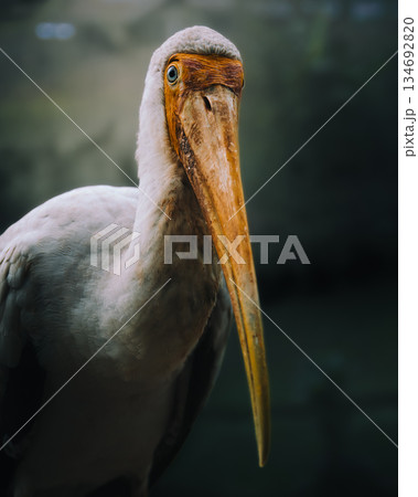 Painted stork Mycteria leucocephala profile side view long yellow bill bare red head, elegant white necked stork bird poses against blurred backdrop tropical endangered Asian wetland avian species 134692820