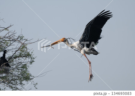 インドトキコウの飛来 134693083