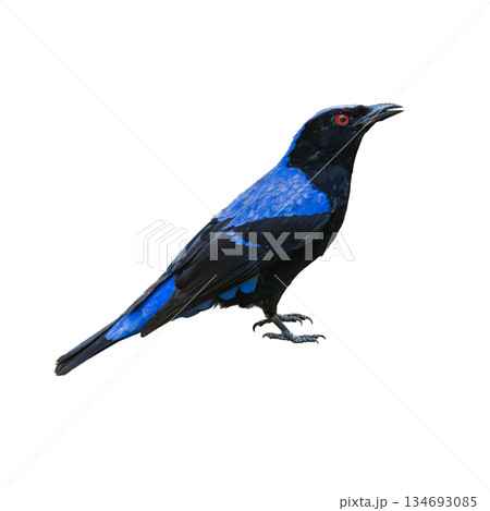Asian Fairy-bluebird perched elegantly, showcasing deep blue and black plumage with a striking red eye against a clean white background Asian Fairy-bluebird perched elegantly, showcasing deep blue and black plumage with a striking red eye against a clean white background 134693085