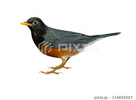 Black-breasted Thrush male standing in profile, showing glossy black head, rich orange belly, and sharp yellow bill against a white background Black-breasted Thrush male standing in profile, showing glossy black head, rich orange belly, and sharp yellow bill against a white background 134693087