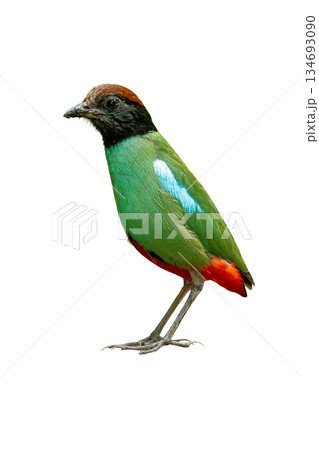 Hooded Pitta standing upright, showcasing emerald green plumage, black hooded head, and bright red undertail on a white background Hooded Pitta standing upright, showcasing emerald green plumage, black hooded head, and bright red undertail on a white background 134693090