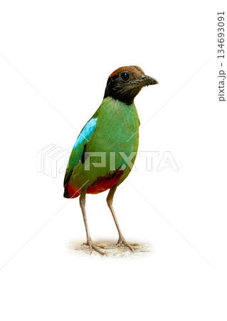 Hooded Pitta standing alert, displaying vivid green body, black hooded head, and red lower belly against a clean white background Hooded Pitta standing alert, displaying vivid green body, black hooded head, and red lower belly against a clean white background 134693091
