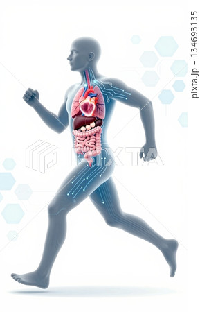 Futuristic 3D Illustration of Running Human Body with Glowing Organs and Digital Interface. 134693135