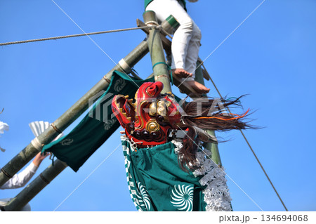 播州姫路の秋祭り　英賀神社の獅子舞　梯子獅子 134694068