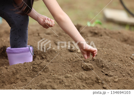 畑に種を植える女の子 畑に種を植える女の子 134694103