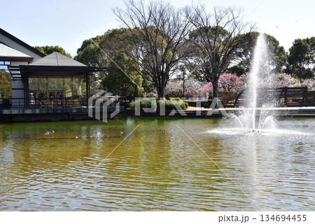 神奈川県　平塚市総合公園のレストハウスと大池と噴水と梅林 134694455