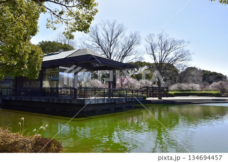 神奈川県　平塚市総合公園のレストハウスと大池と梅林 134694457