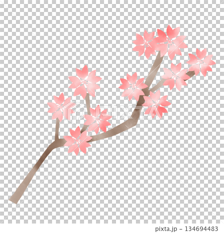 Watercolor illustration of a cherry blossom branch in full bloom - Cherry blossom viewing design material Watercolor illustration of a cherry blossom branch in full bloom - Cherry blossom viewing design material 134694483