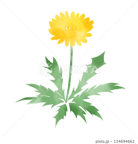 水彩風　たんぽぽのシンプルなイラスト素材 134694662