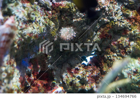 Singapore Oceanarium 134694766