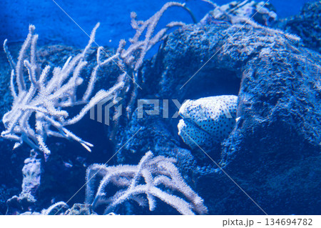 Singapore Oceanarium Singapore Oceanarium 134694782