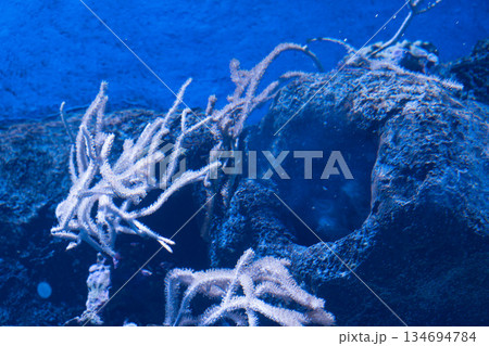 Singapore Oceanarium 134694784