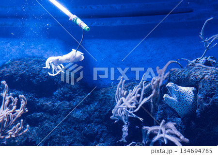 Singapore Oceanarium Singapore Oceanarium 134694785