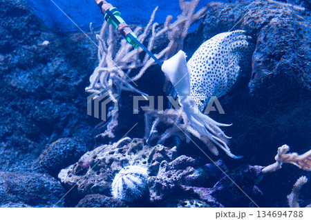 Singapore Oceanarium 134694788