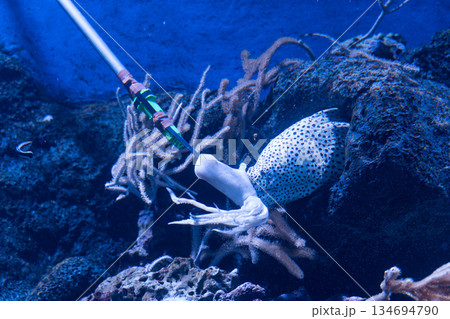 Singapore Oceanarium 134694790