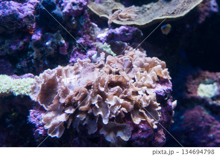 Singapore Oceanarium 134694798