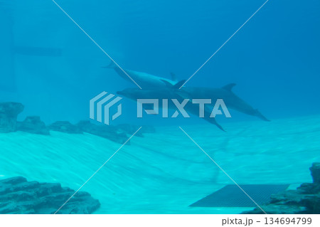 Singapore Oceanarium Singapore Oceanarium 134694799