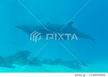 Singapore Oceanarium 134694806
