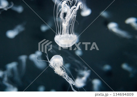 Singapore Oceanarium 134694809