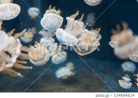 Singapore Oceanarium 134694814