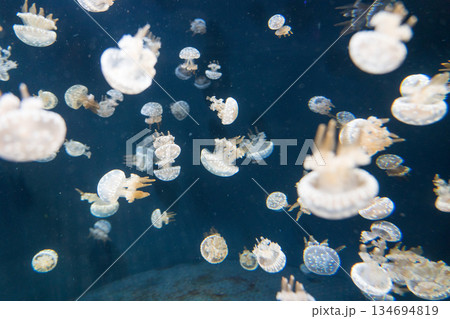 Singapore Oceanarium 134694819