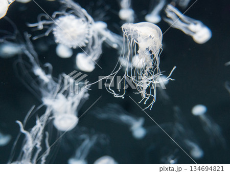 Singapore Oceanarium 134694821