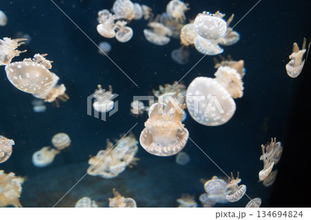Singapore Oceanarium 134694824