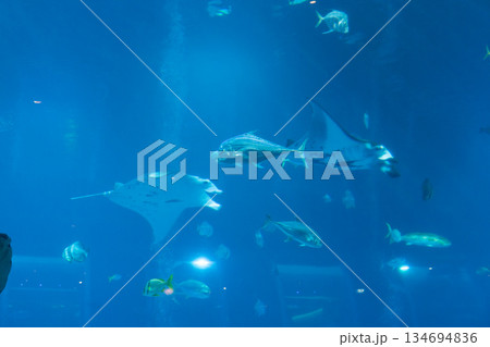 Singapore Oceanarium 134694836