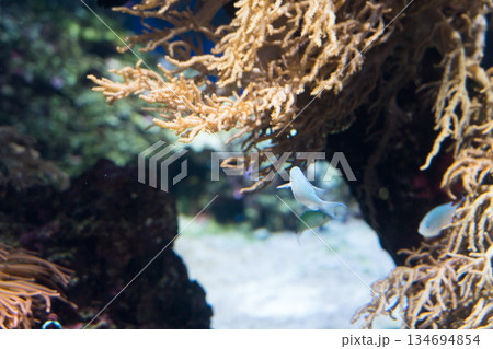 Singapore Oceanarium 134694854