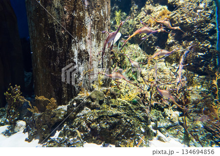 Singapore Oceanarium 134694856