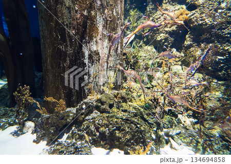 Singapore Oceanarium Singapore Oceanarium 134694858