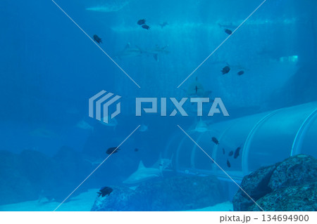 Singapore Oceanarium Singapore Oceanarium 134694900