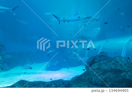 Singapore Oceanarium 134694905