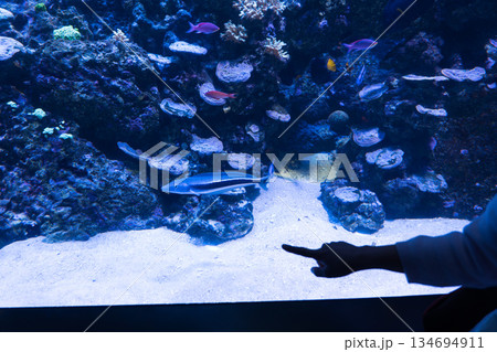 Singapore Oceanarium Singapore Oceanarium 134694911