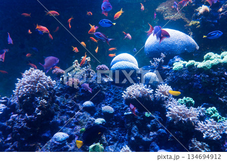 Singapore Oceanarium 134694912