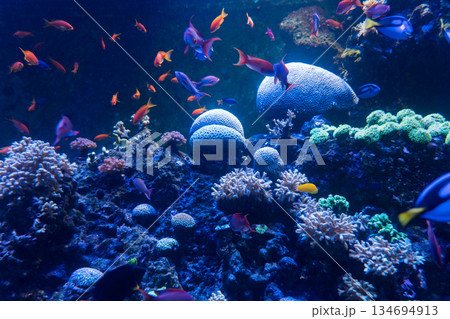 Singapore Oceanarium 134694913