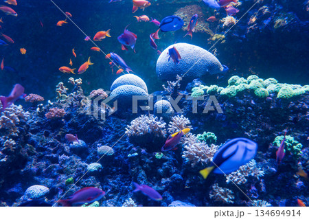 Singapore Oceanarium 134694914
